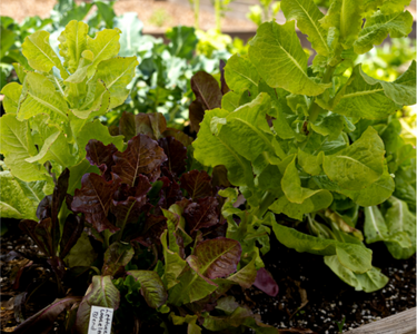 Gourmet Looseleaf Blend Lettuce Seeds